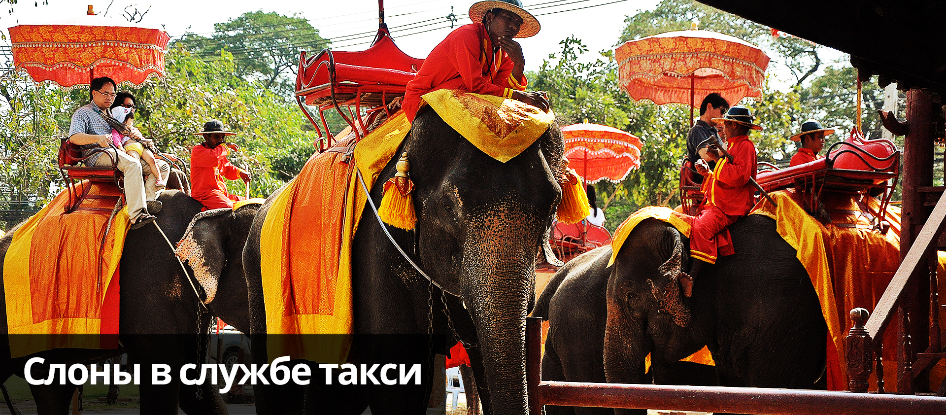 Такси на слонах